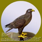 عقاب تالابی